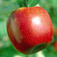 فواید و جادو سیب برای سلامتی شما!